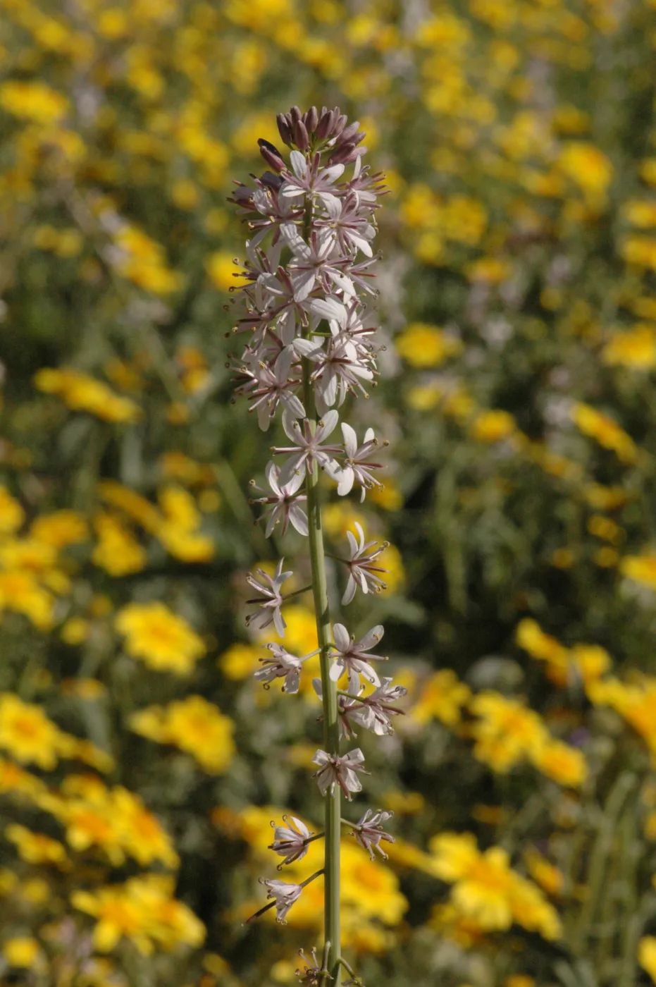 Guillenia lemmonii