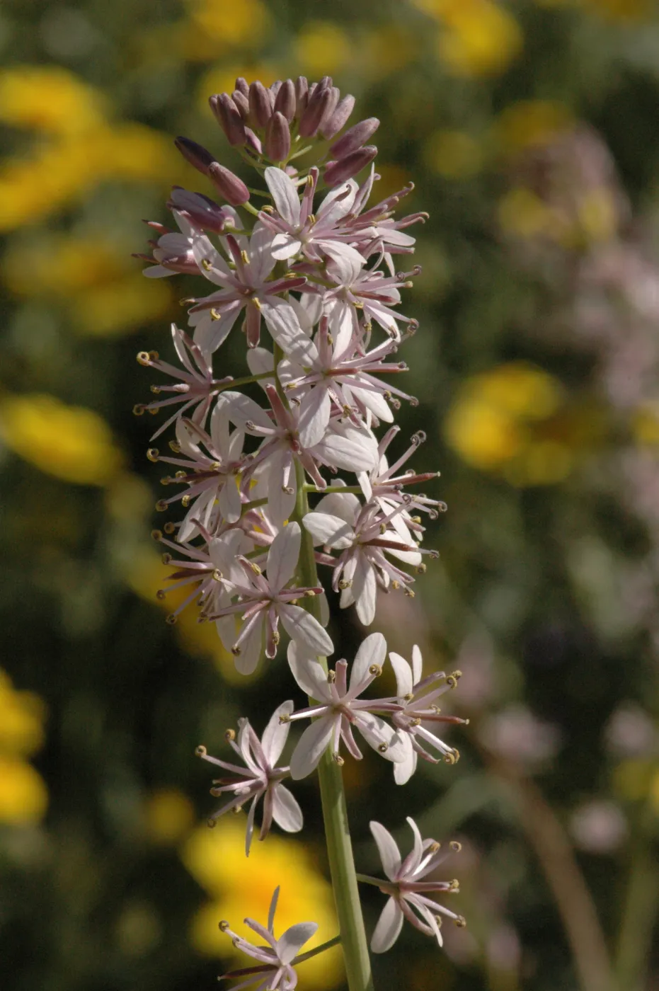 Guillenia lemmonii