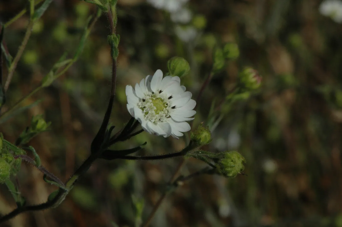 Hemizonia congesta subsp. luzuilfolia