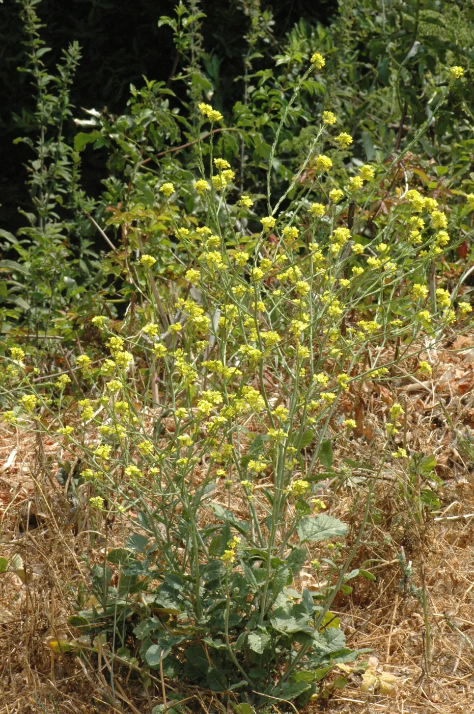 Hirschfeldia incana