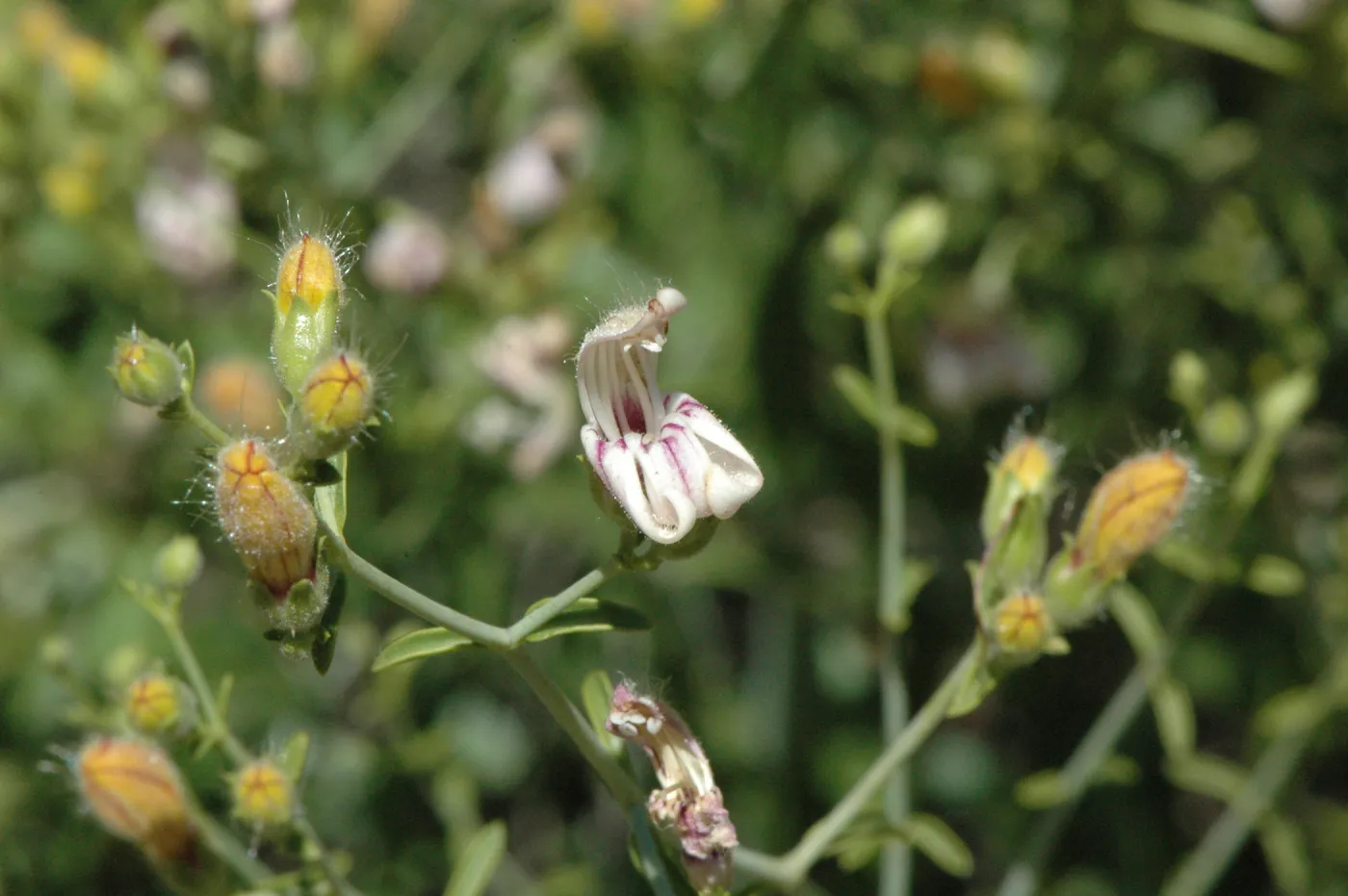 Keckiella breviflora