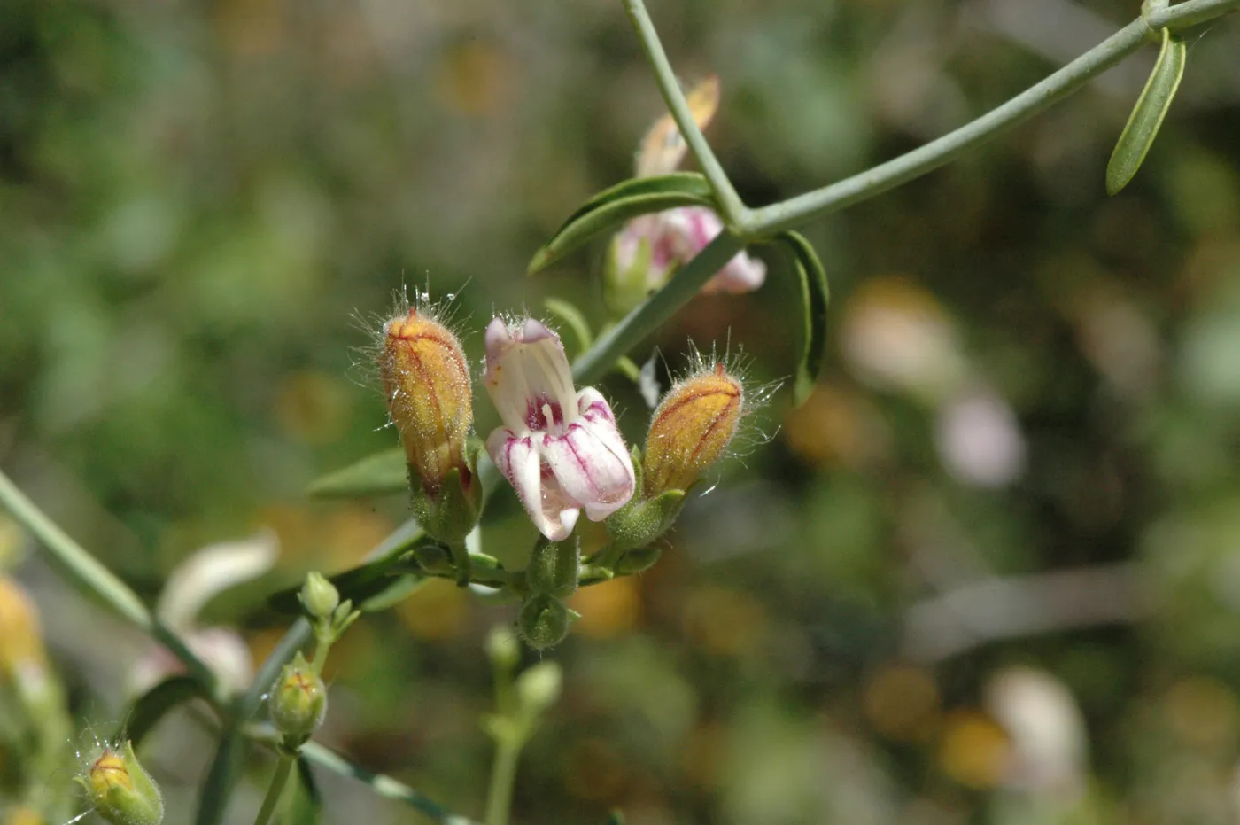 Keckiella breviflora