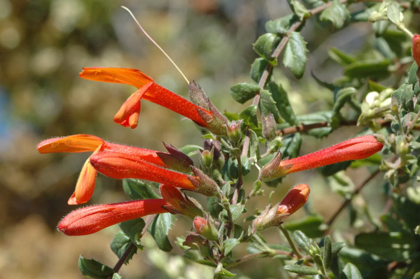 Keckiella breviflora