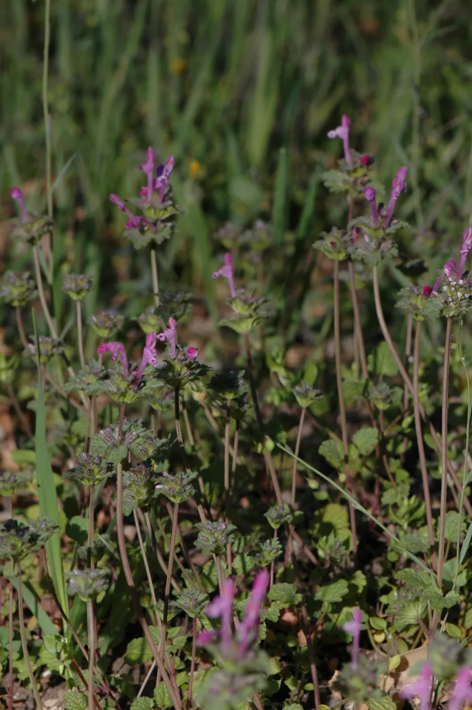 Lamium amplexicaule