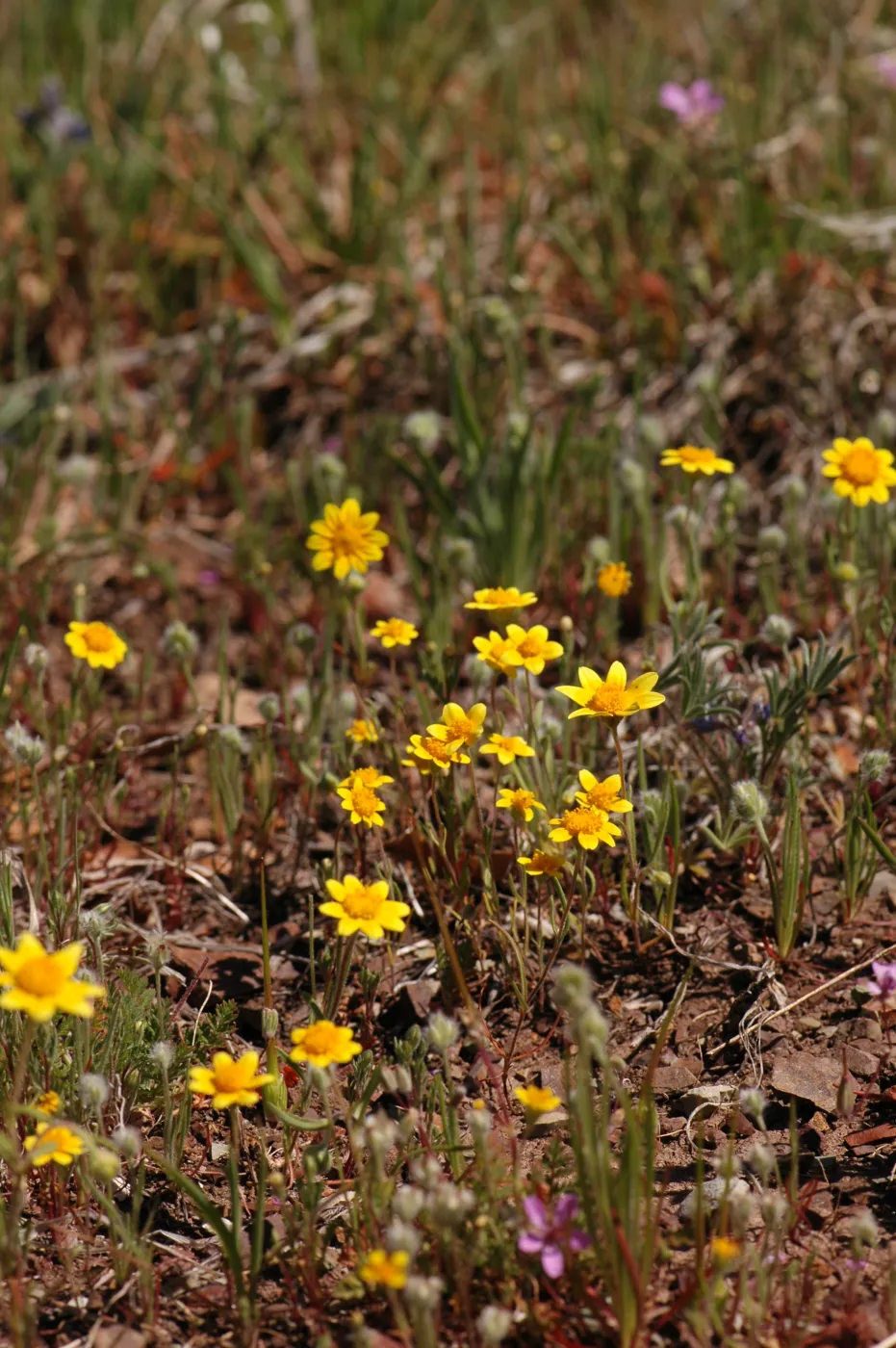 Lasthenia californica