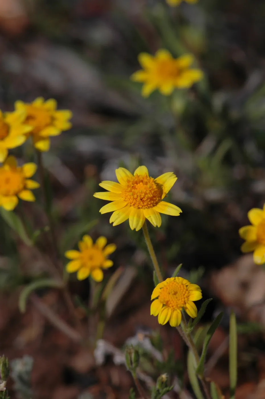 Lasthenia californica