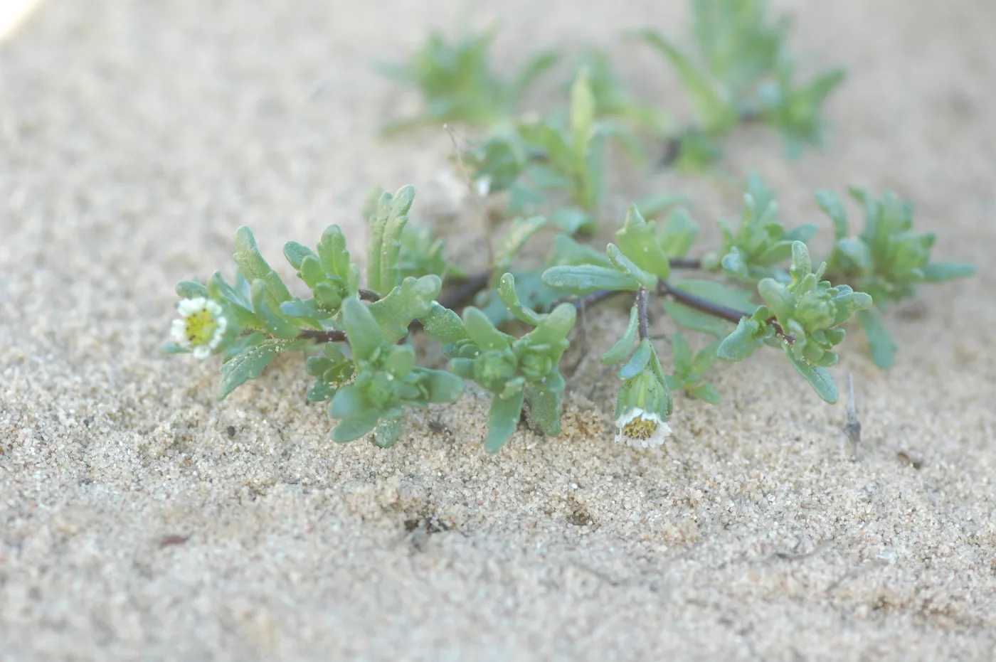 Layia carnosa