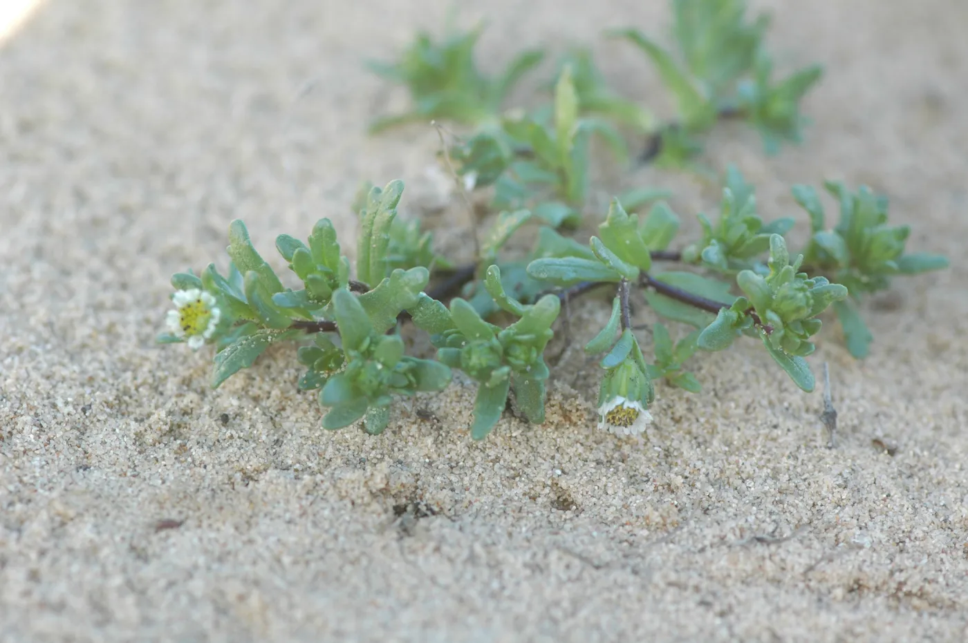 Layia carnosa