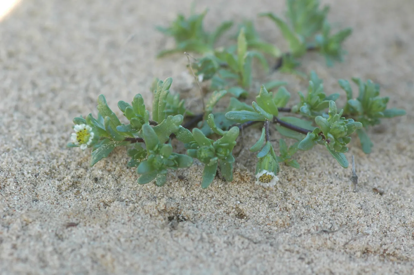 Layia carnosa