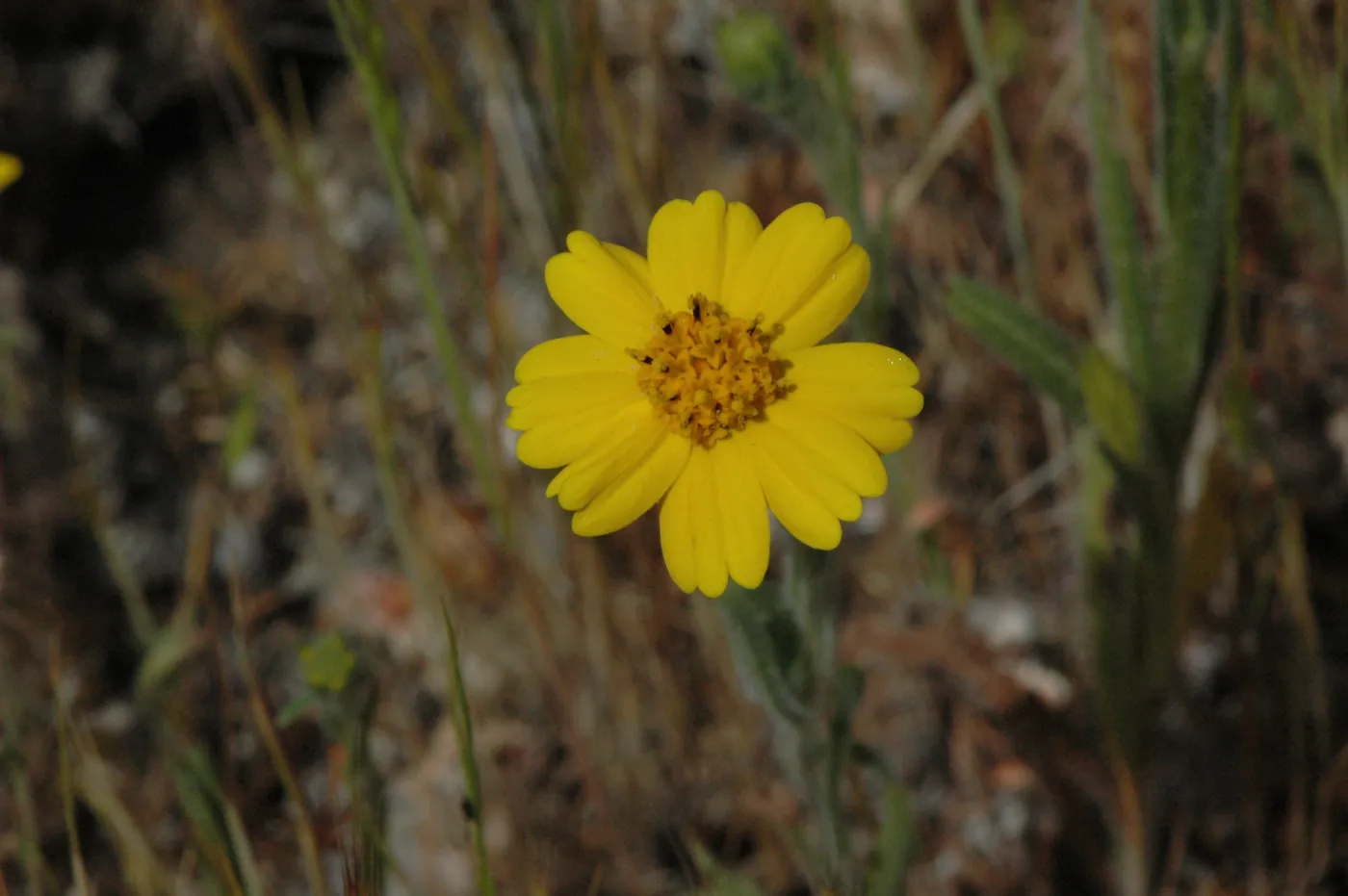 Layia platyglossa