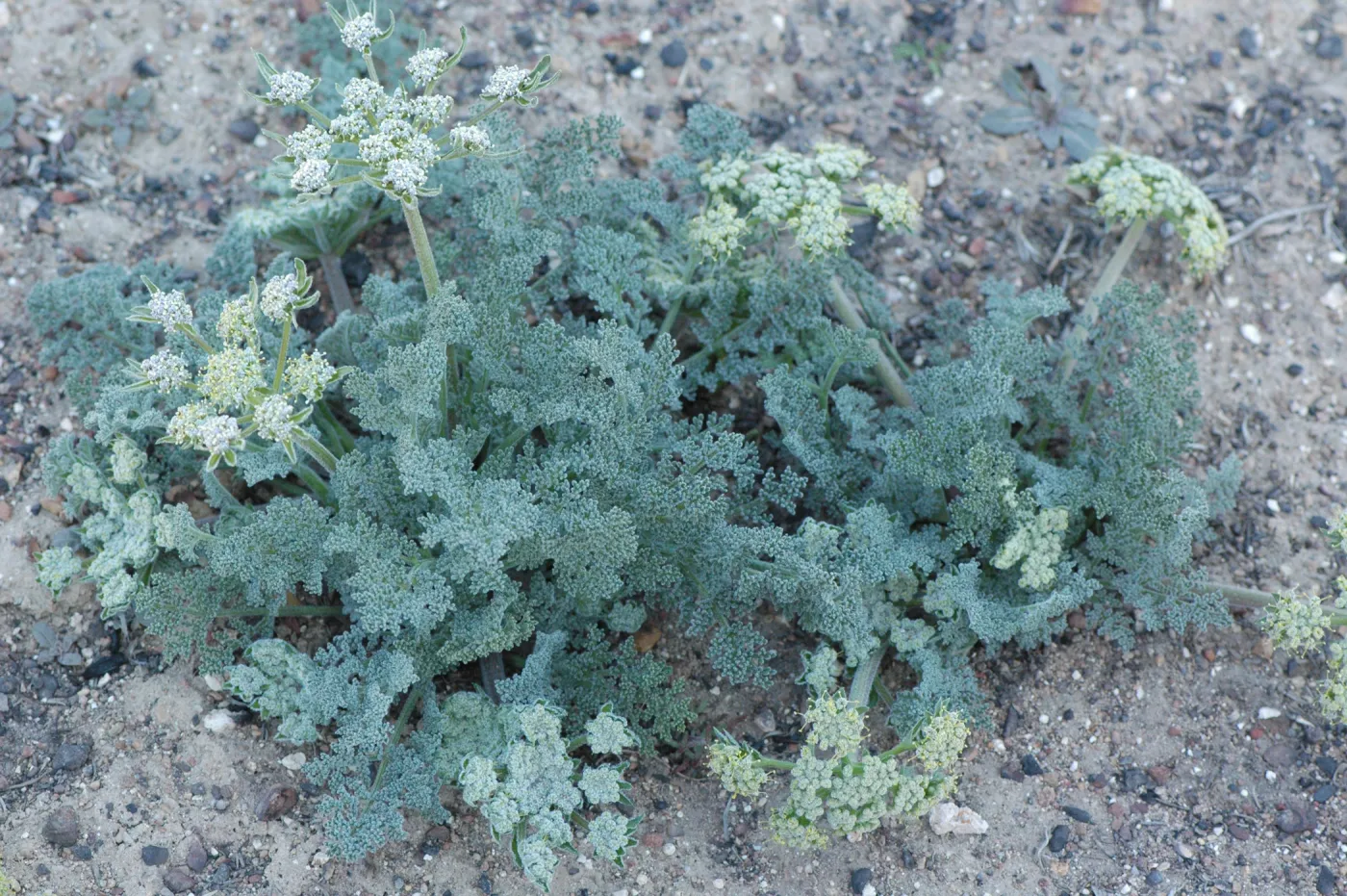 Lomatium