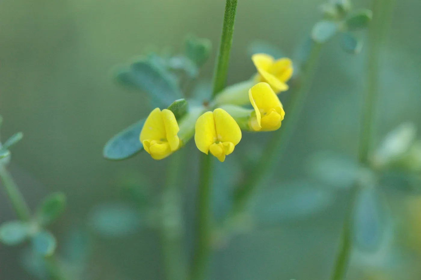 Lotus scoparius
