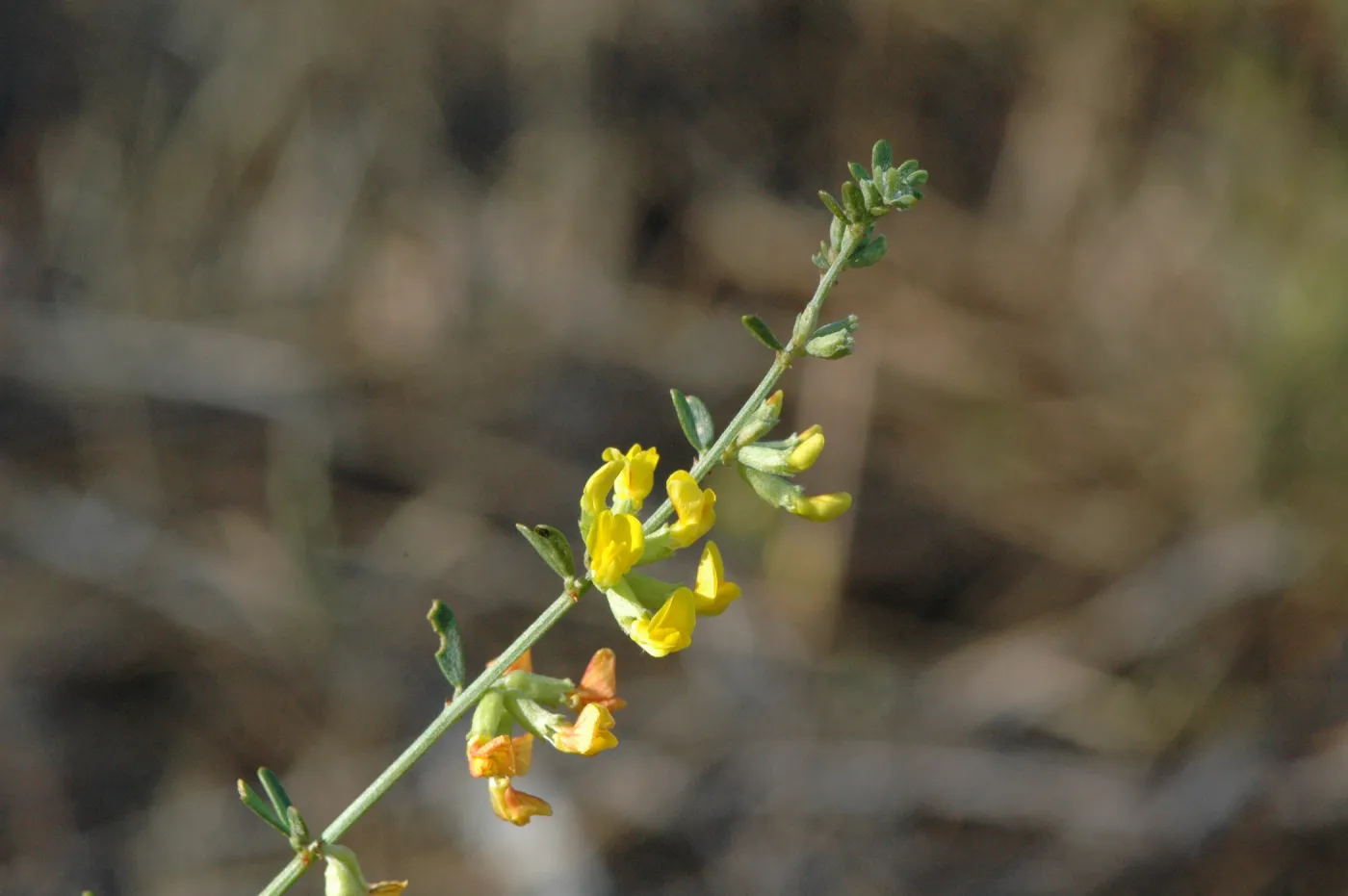Lotus scoparius