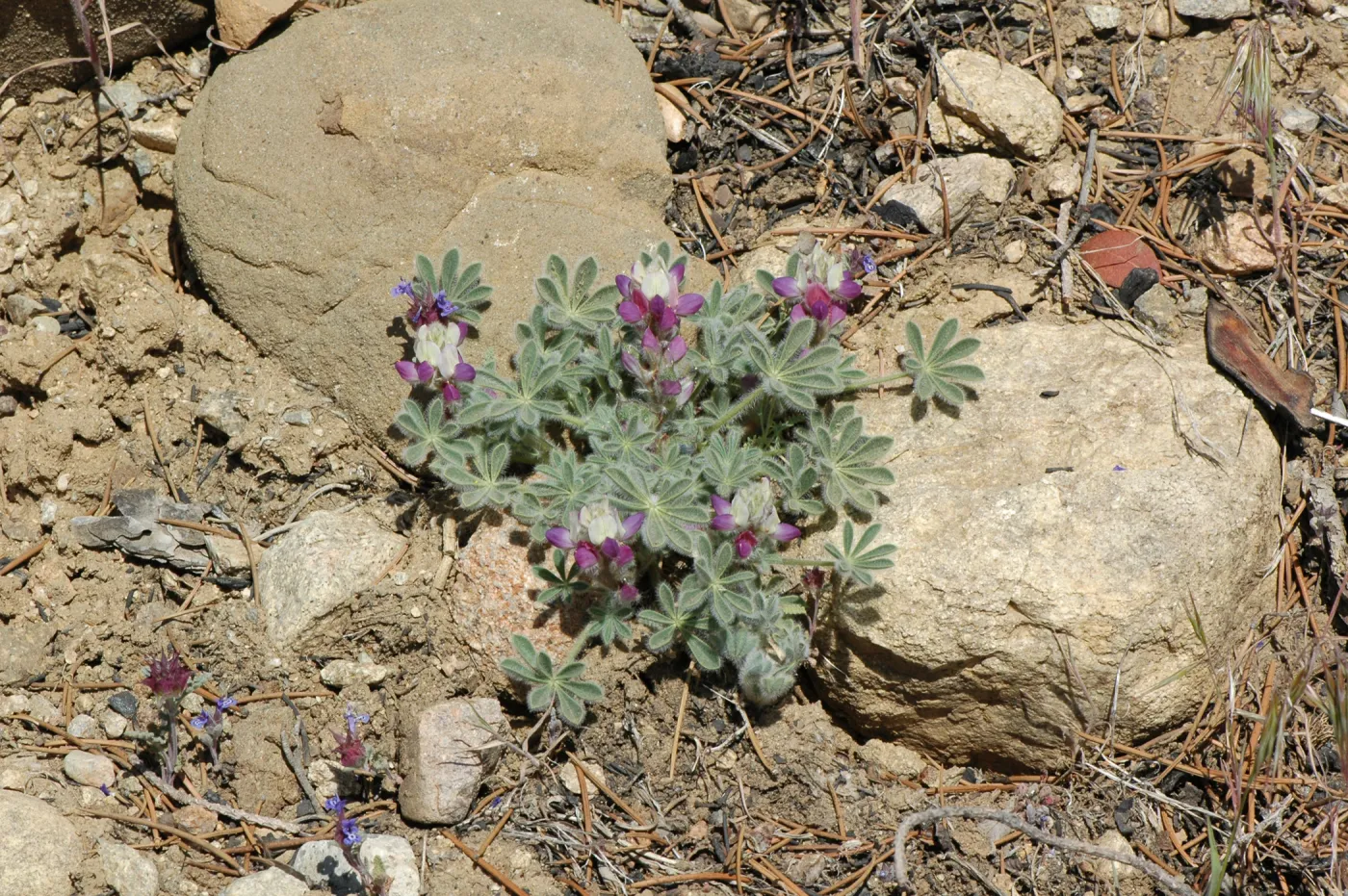 Lupinus concinnus