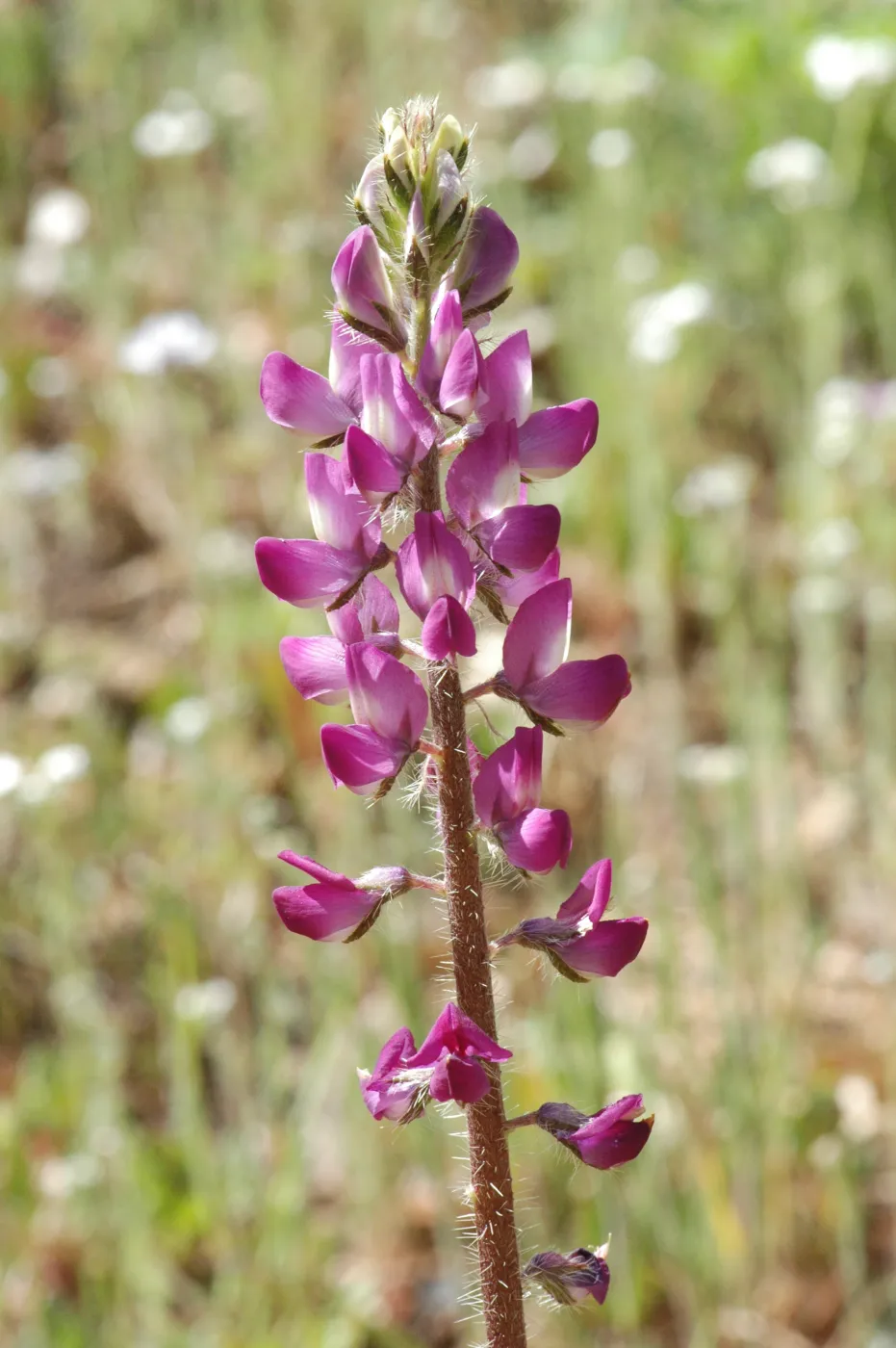 Lupinus hirsutissimus