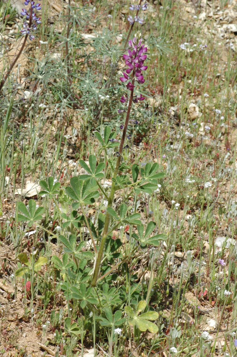 Lupinus hirsutissimus