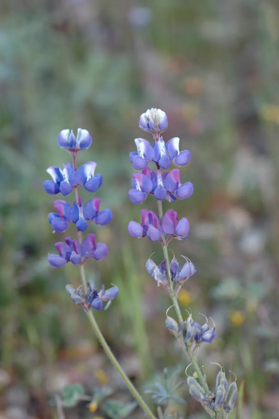 Lupinus nanus