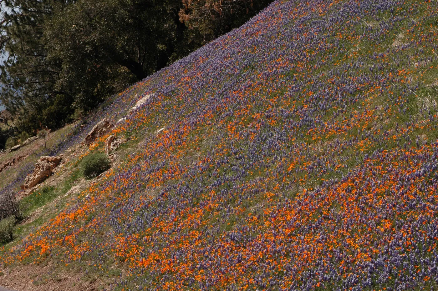 Lupinus nanus