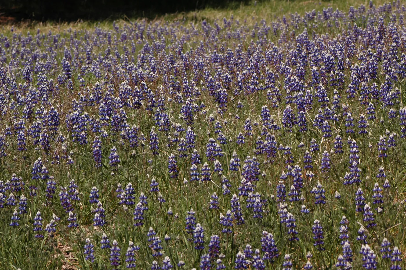 Lupinus nanus