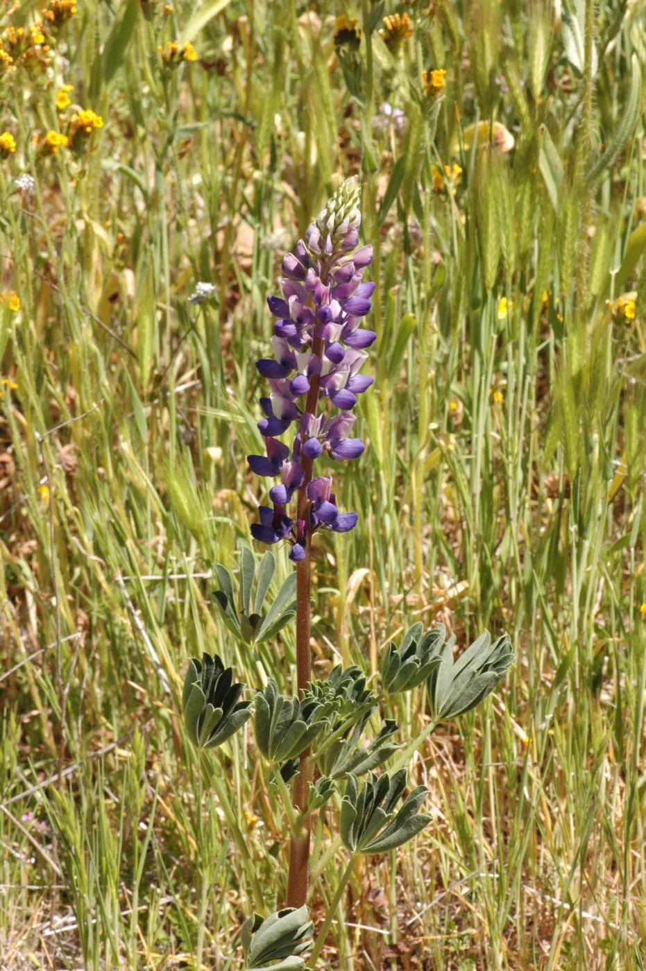 Lupinus succulentus