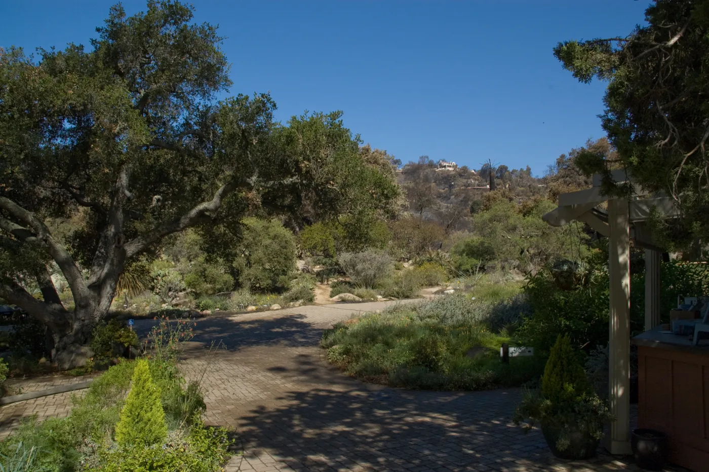 Santa Barbara Botanic Garden after the Jesusita Fire