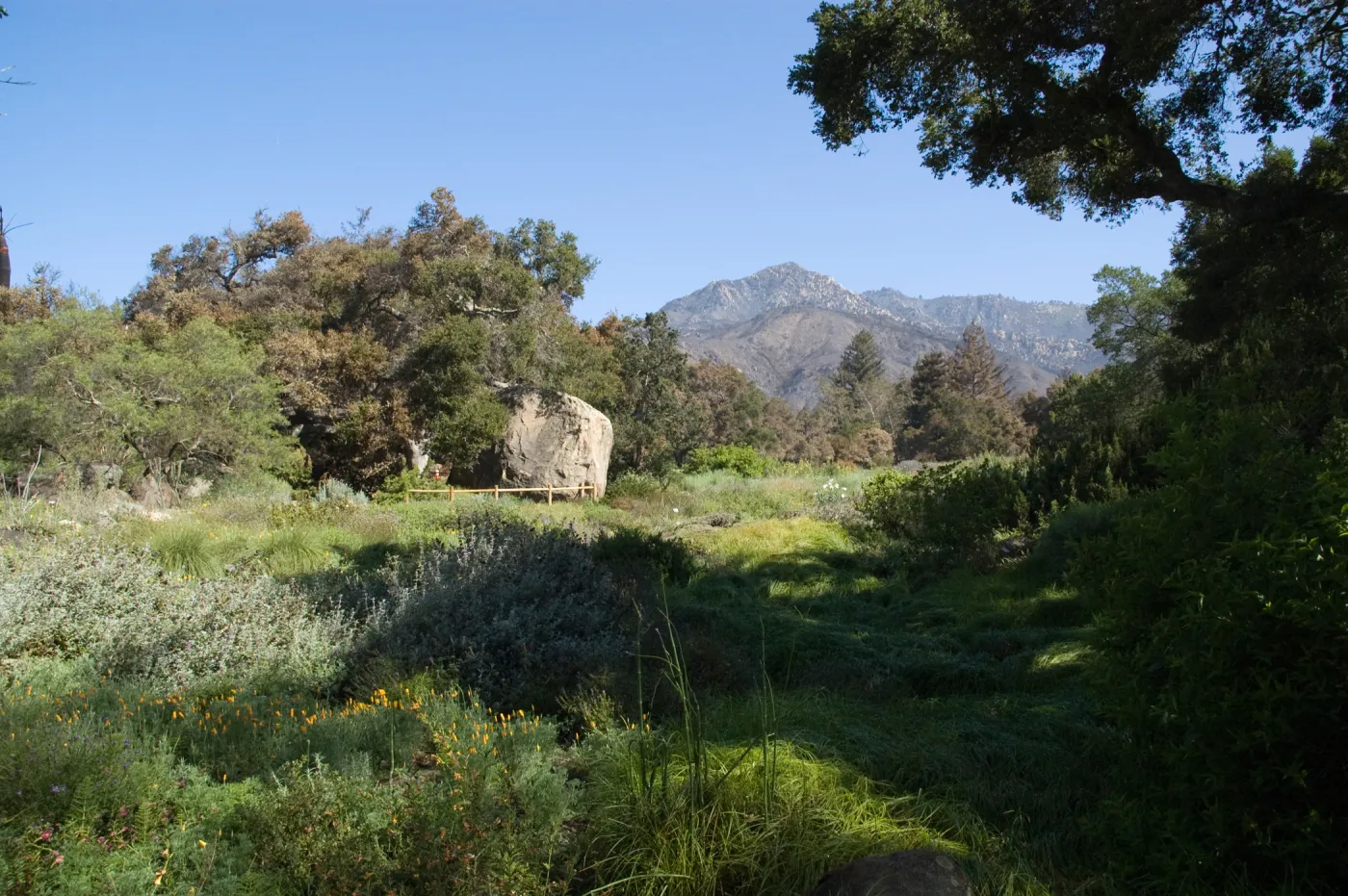 Santa Barbara Botanic Garden after the Jesusita Fire