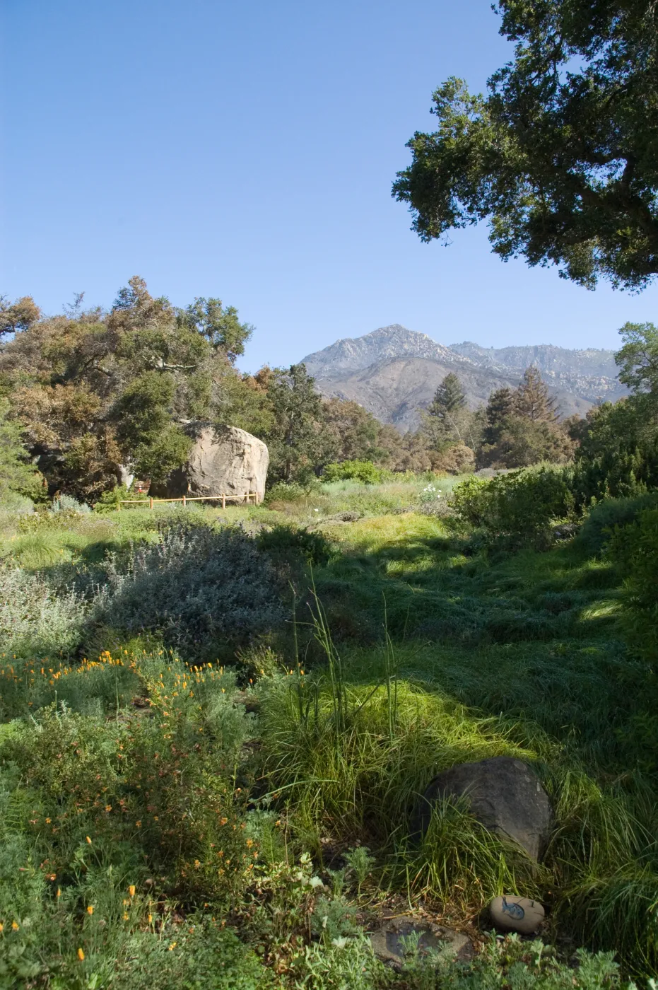 Santa Barbara Botanic Garden after the Jesusita Fire