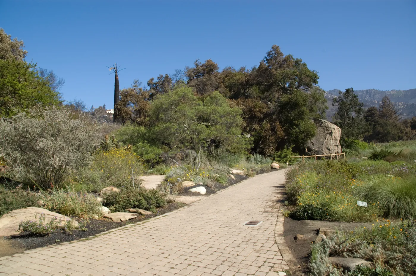 Santa Barbara Botanic Garden after the Jesusita Fire