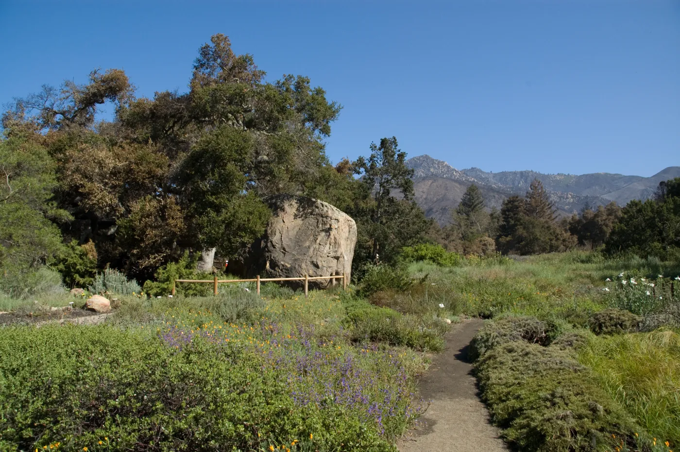 Santa Barbara Botanic Garden after the Jesusita Fire