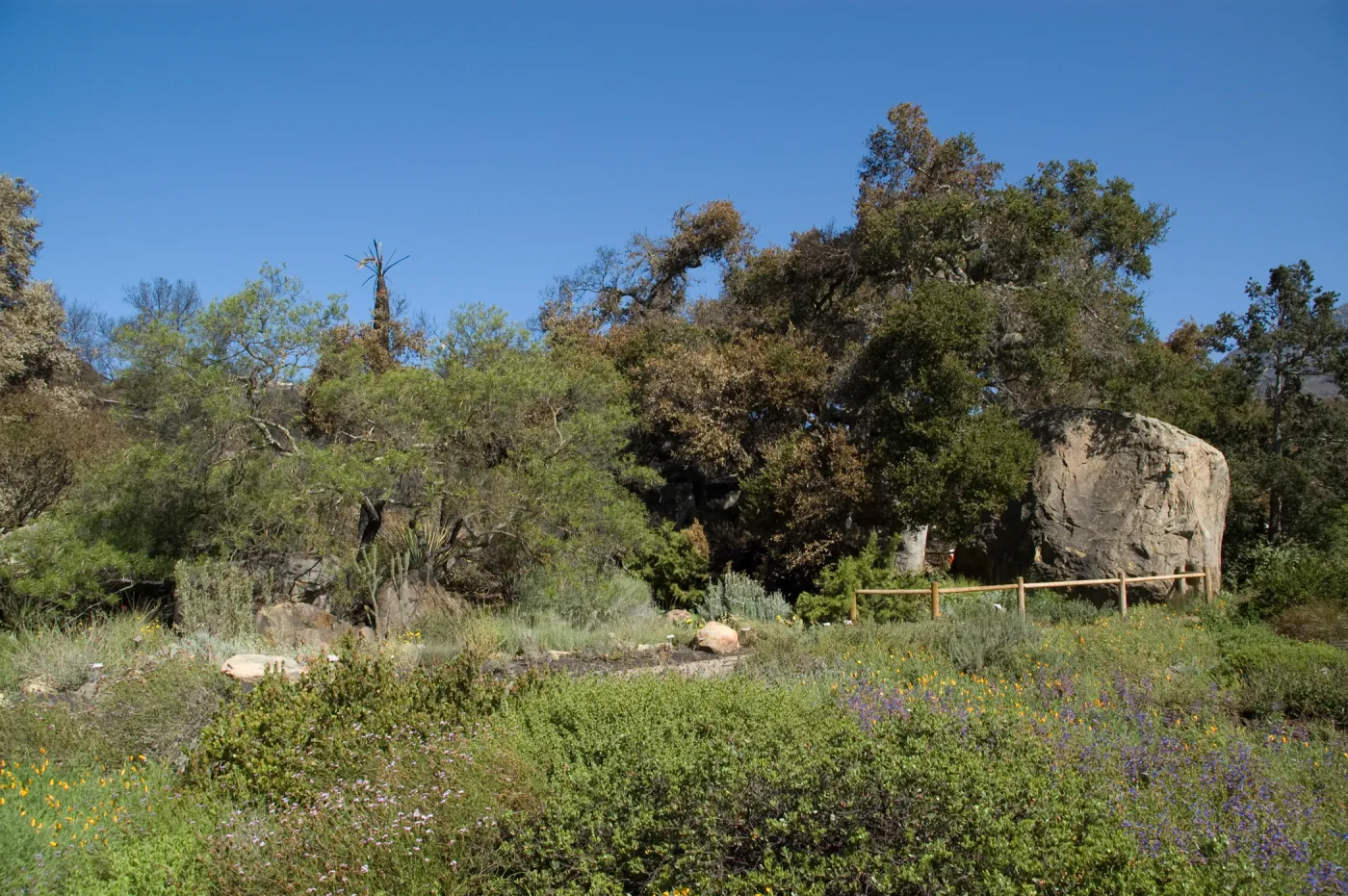 Santa Barbara Botanic Garden after the Jesusita Fire