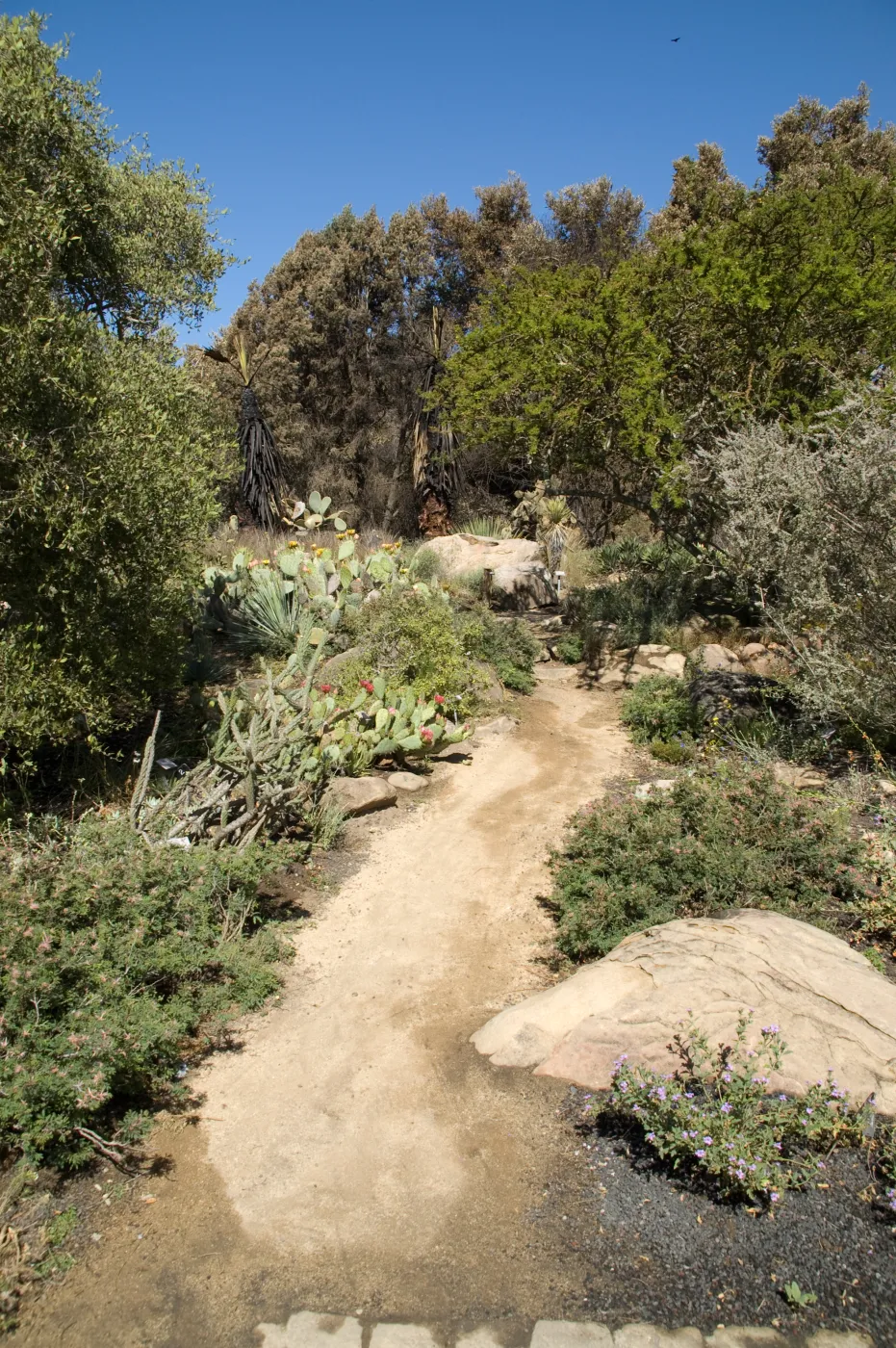 Desert Section, Santa Barbara Botanic Garden after the Jesusita Fire