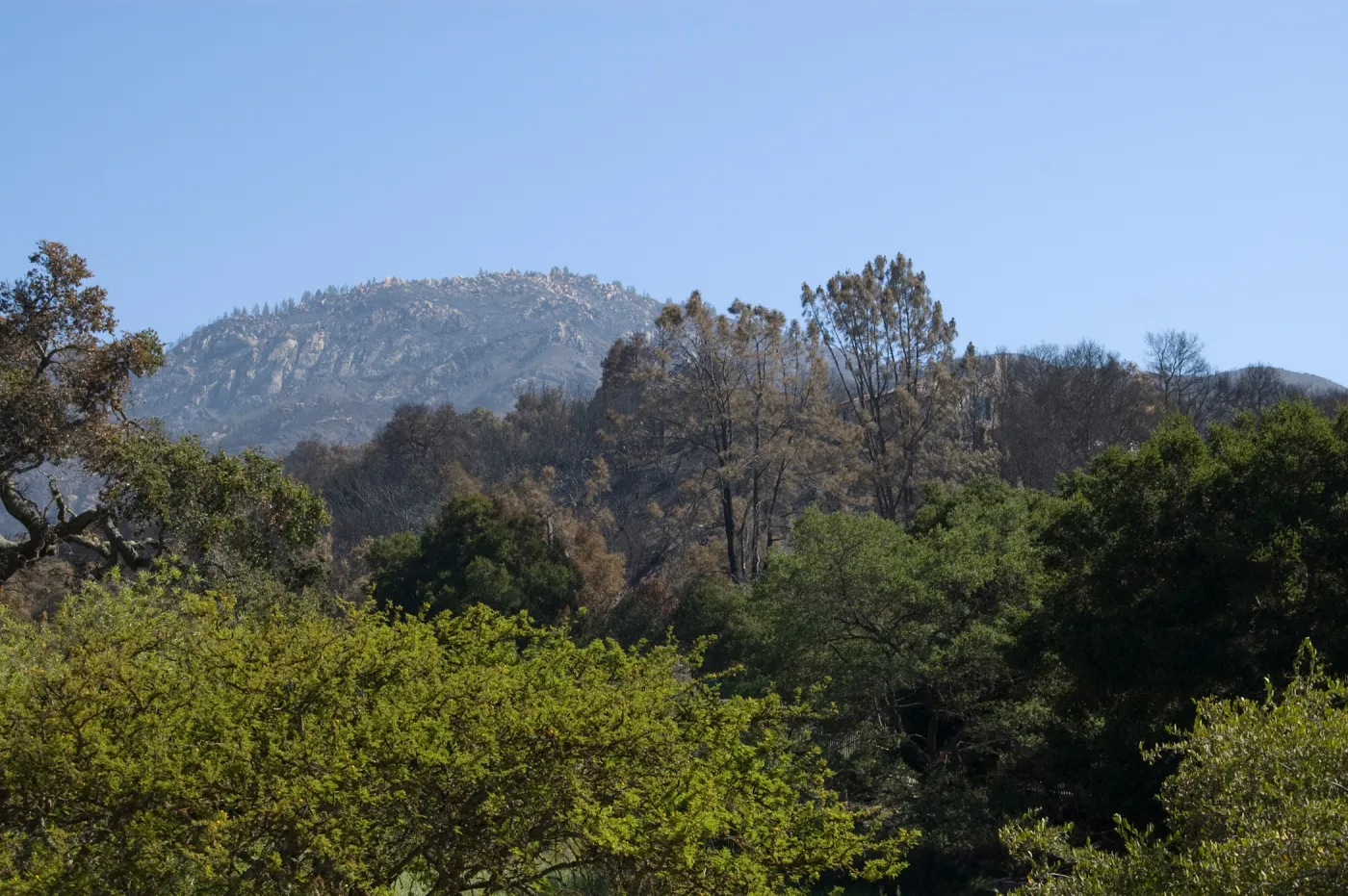 Santa Barbara Botanic Garden after the Jesusita Fire