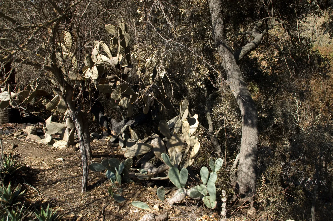 Desert Section, Santa Barbara Botanic Garden after the Jesusita Fire