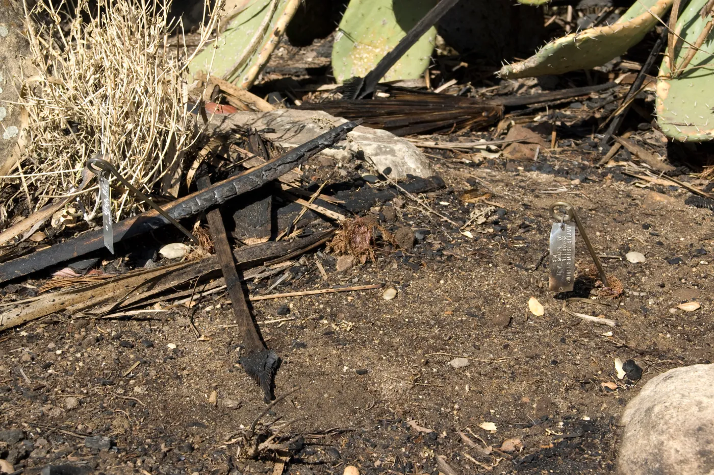 Desert Section, Santa Barbara Botanic Garden after the Jesusita Fire, Living Collections aluminum plant tags