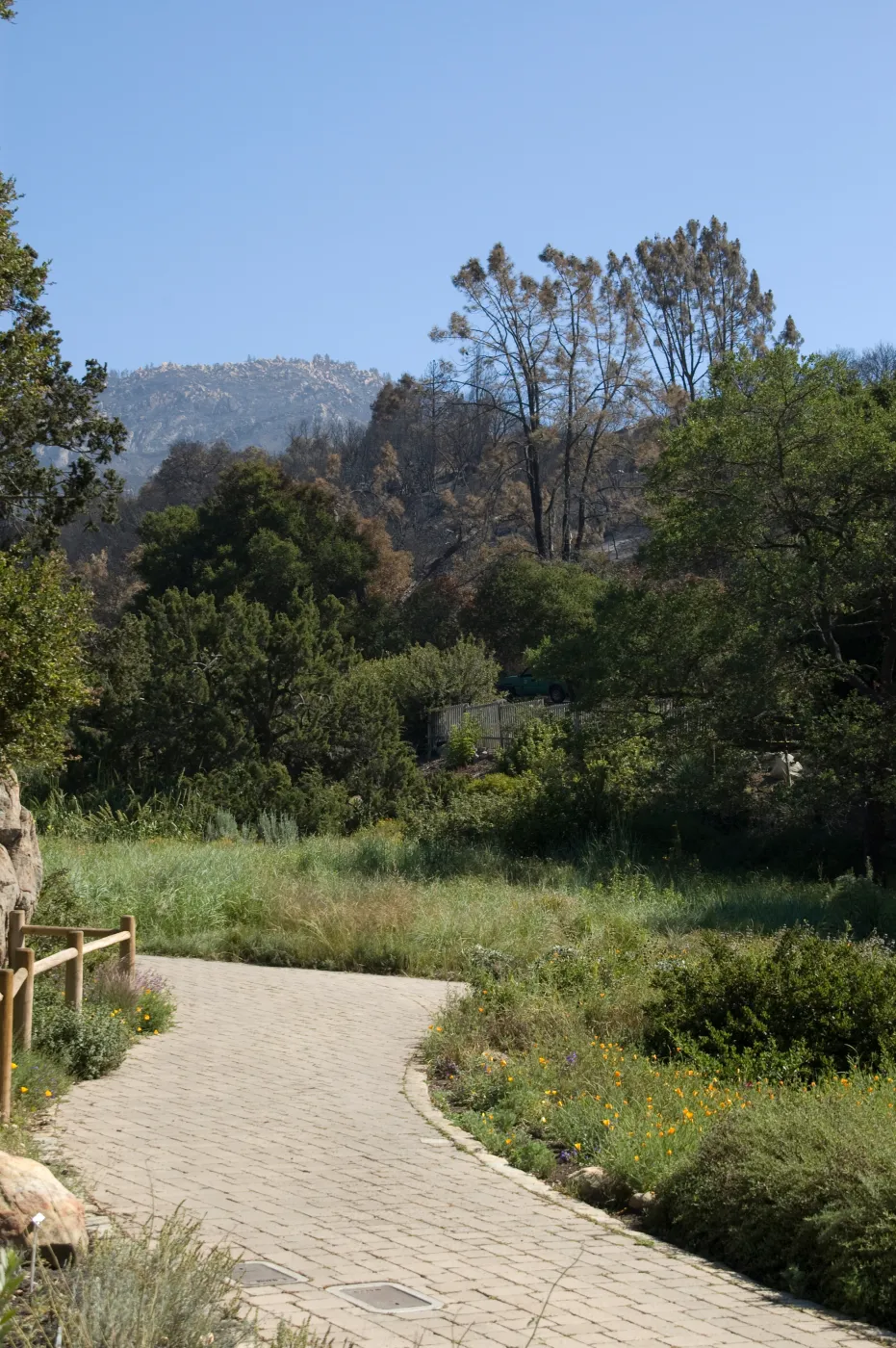 Santa Barbara Botanic Garden after the Jesusita Fire