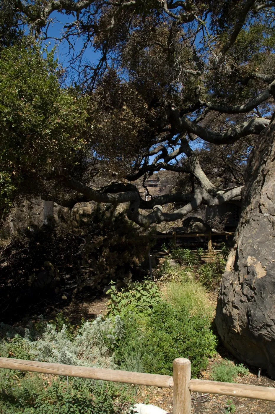 Santa Barbara Botanic Garden after the Jesusita Fire