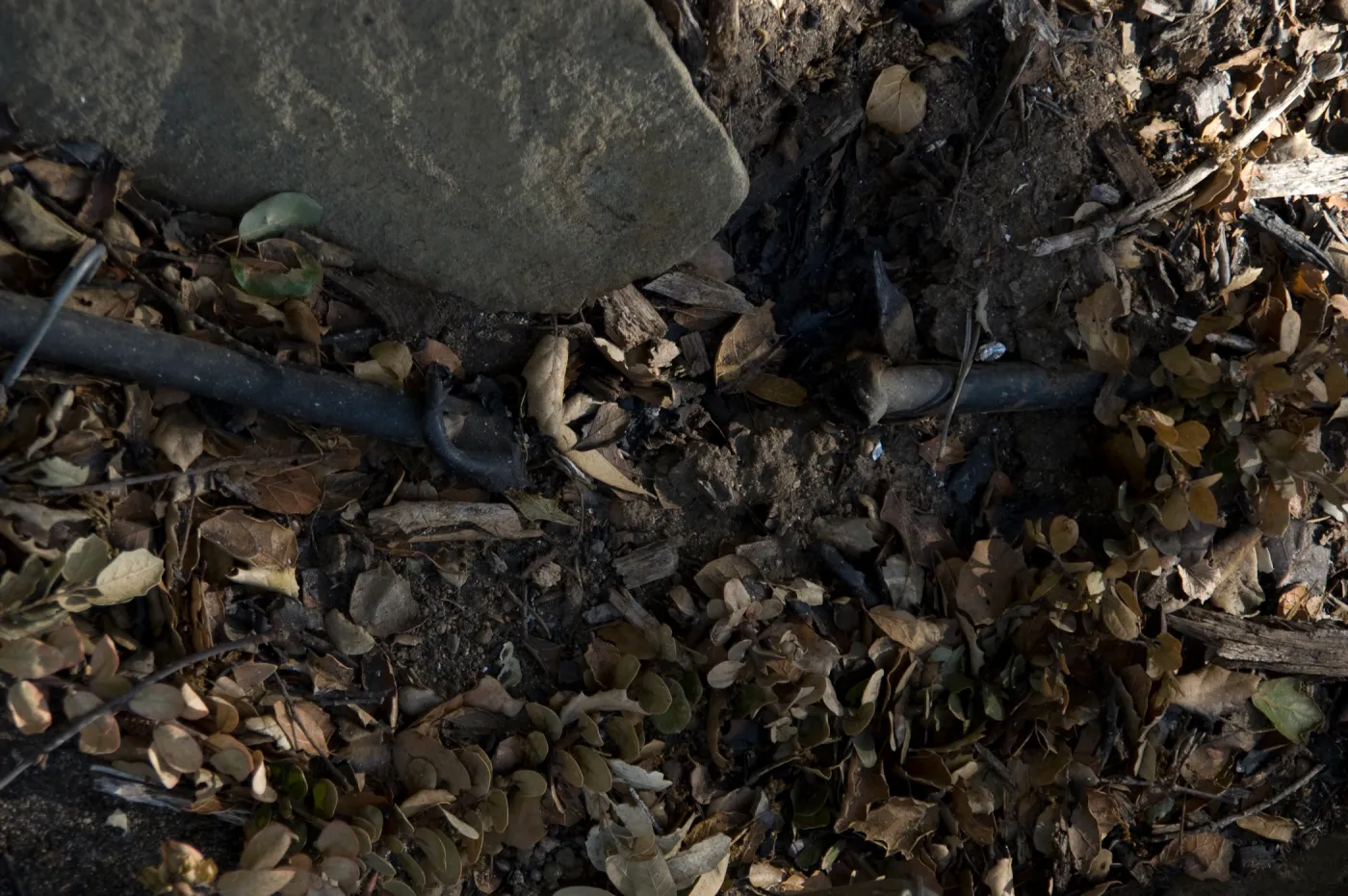 melted irrigation pipe after the Jesusita Fire