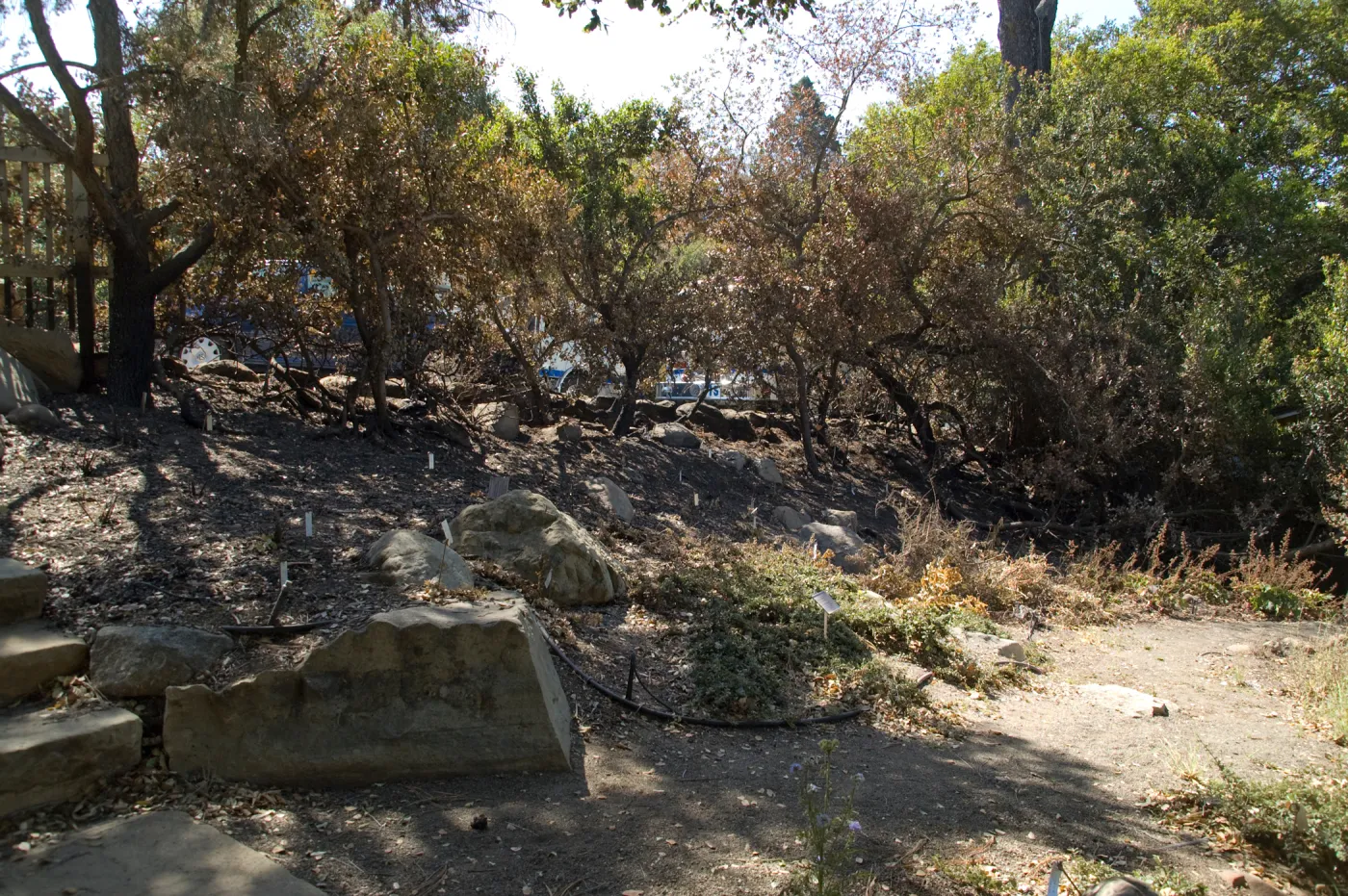 Conservation Display Garden after the Jesusita Fire