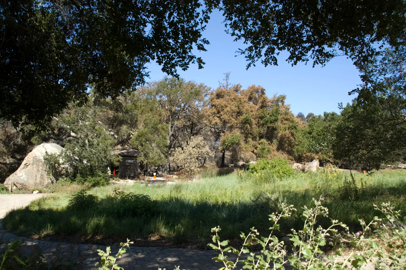 Santa Barbara Botanic Garden after the Jesusita Fire