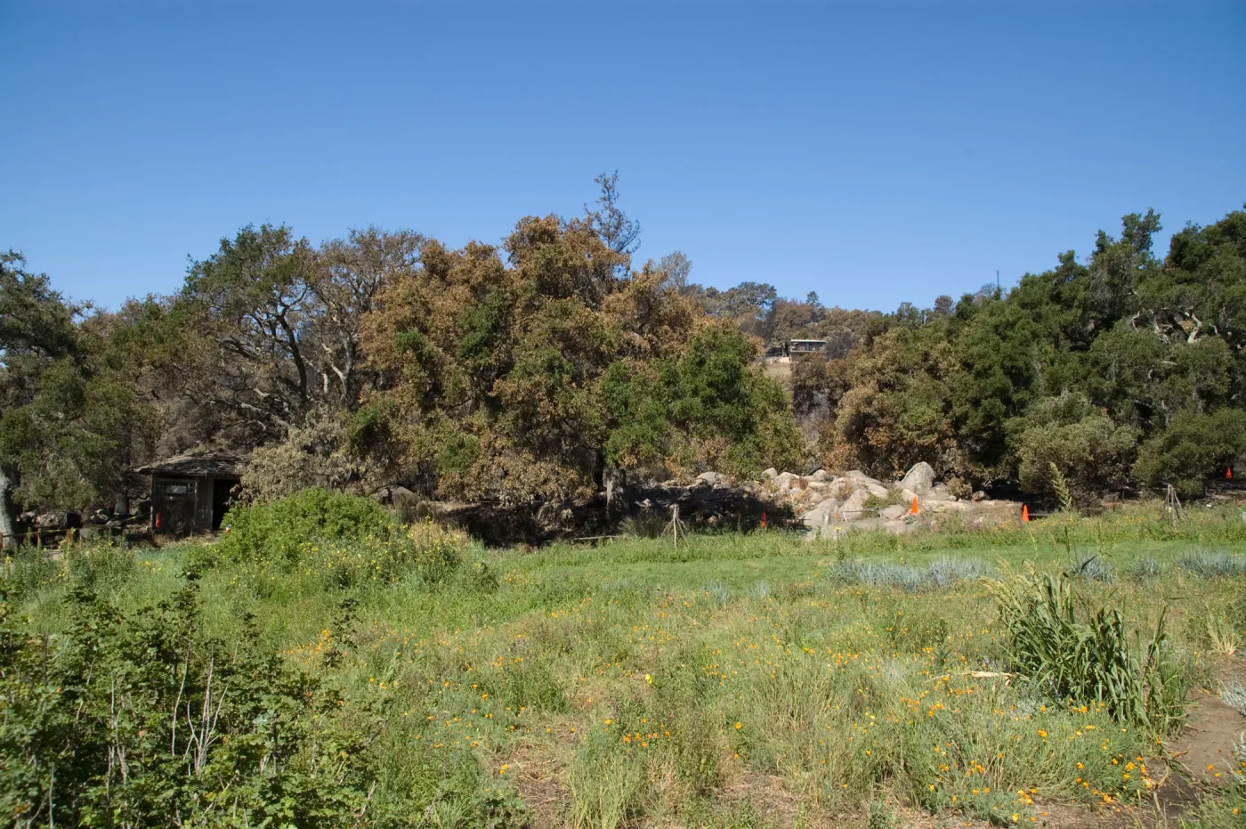Santa Barbara Botanic Garden after the Jesusita Fire