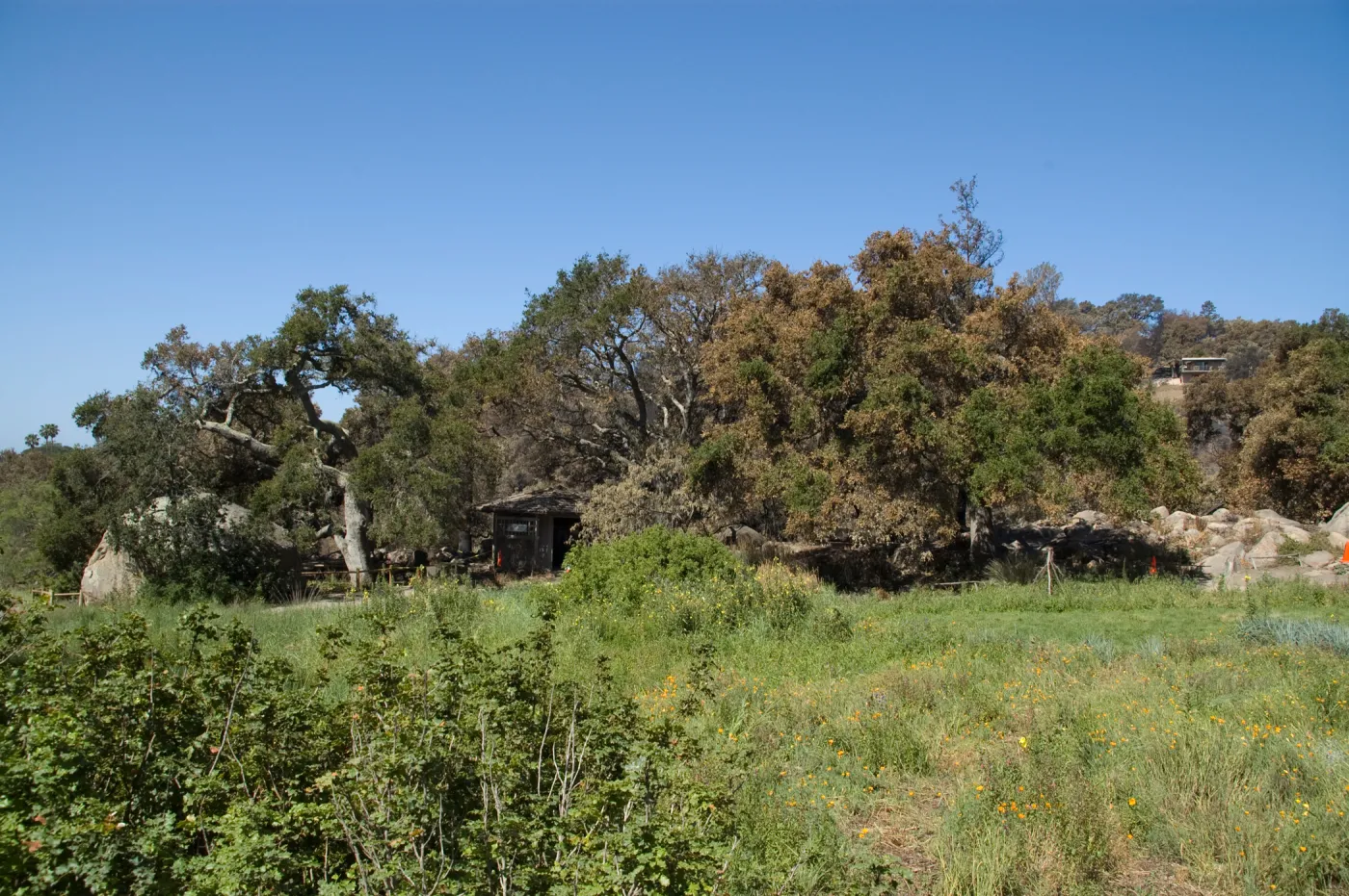 Santa Barbara Botanic Garden after the Jesusita Fire