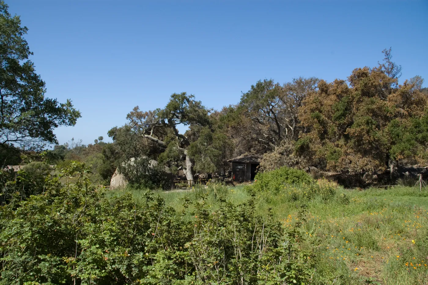 Santa Barbara Botanic Garden after the Jesusita Fire