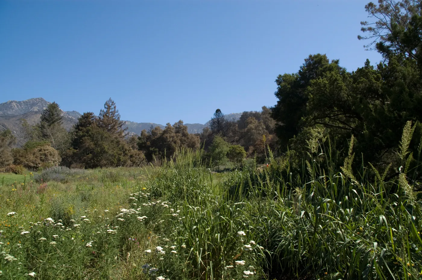 The Meadow, Santa Barbara Botanic Garden after the Jesusita Fire