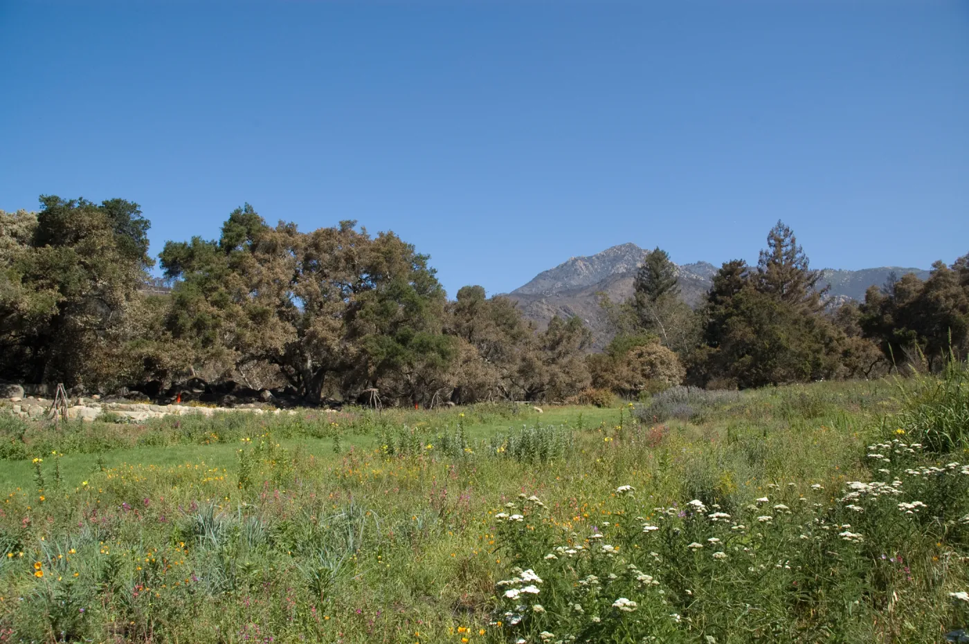 The Meadow, Santa Barbara Botanic Garden after the Jesusita Fire