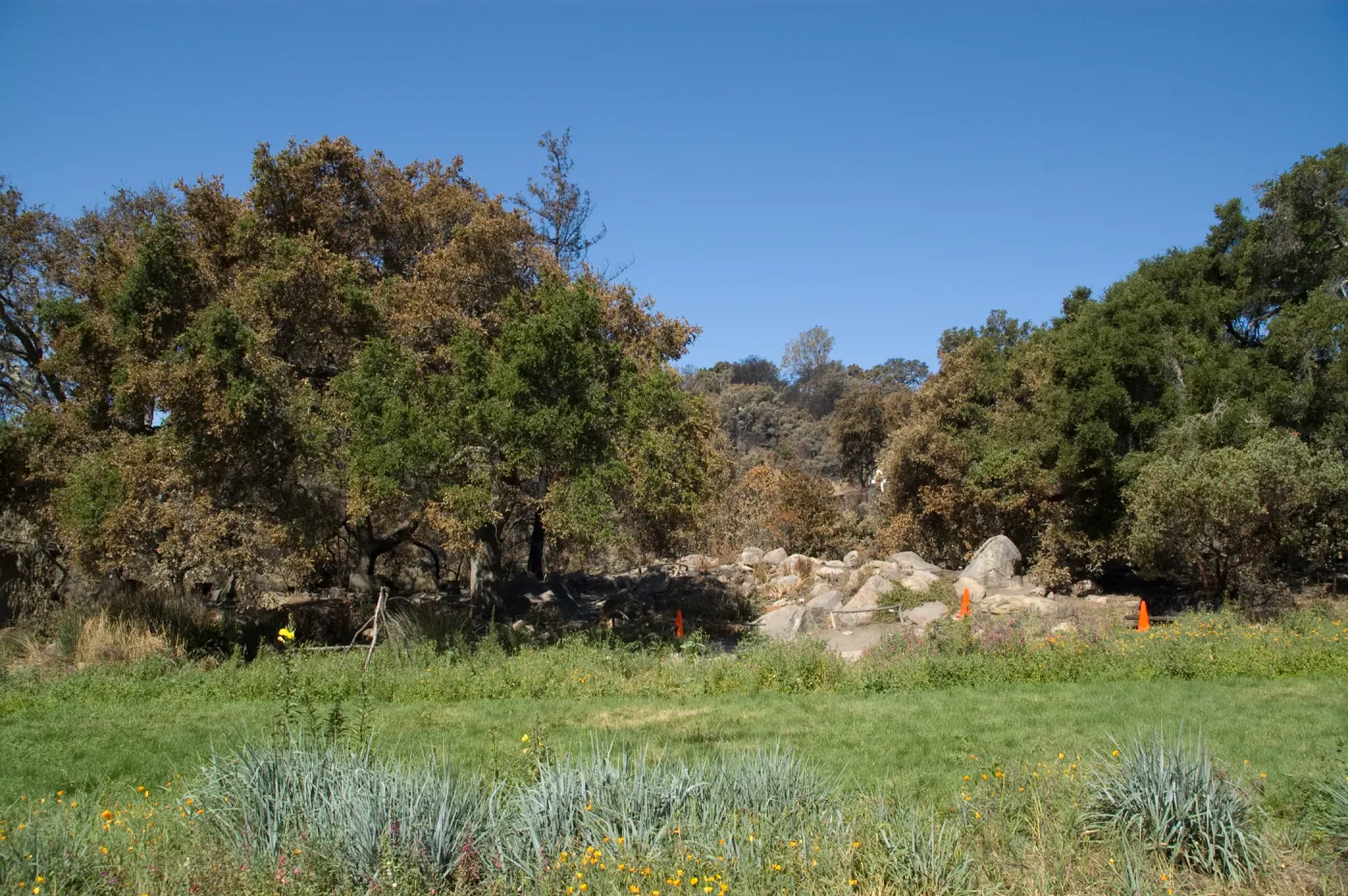 Santa Barbara Botanic Garden after the Jesusita Fire