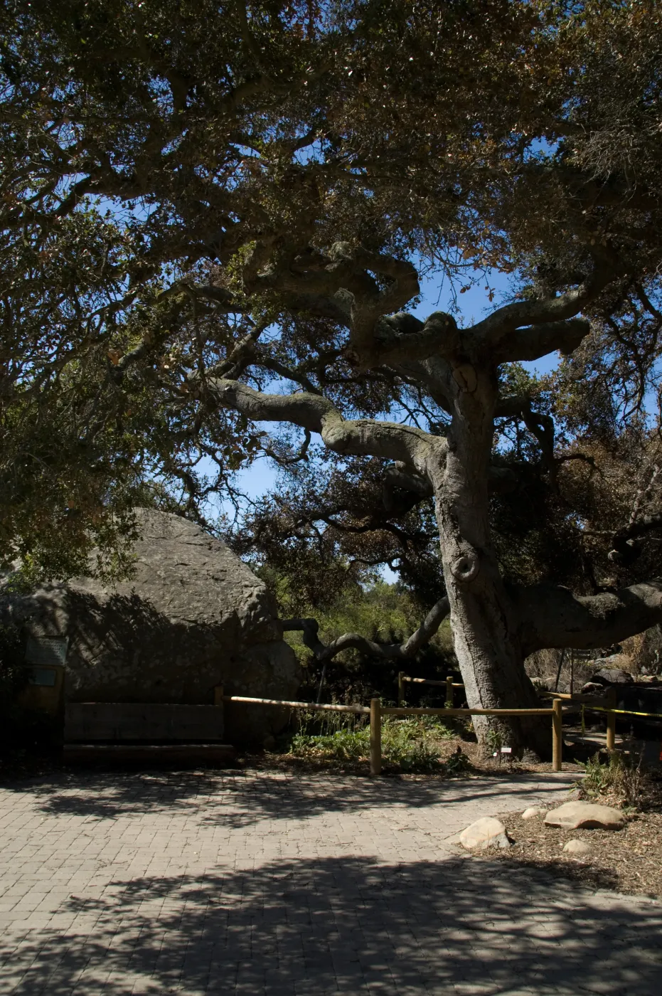 Santa Barbara Botanic Garden after the Jesusita Fire (Coastal Live Oak)