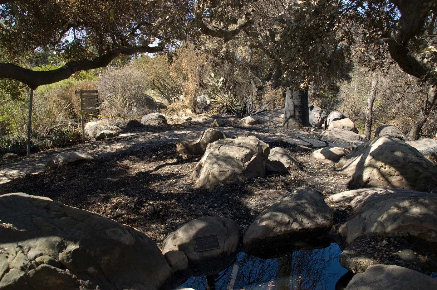 Santa Barbara Botanic Garden after the Jesusita Fire