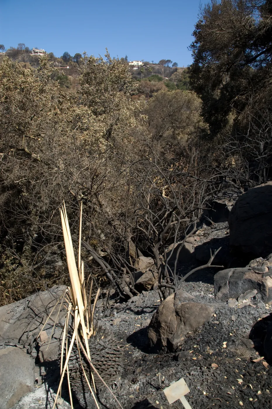 Santa Barbara Botanic Garden after the Jesusita Fire, burned vegetation
