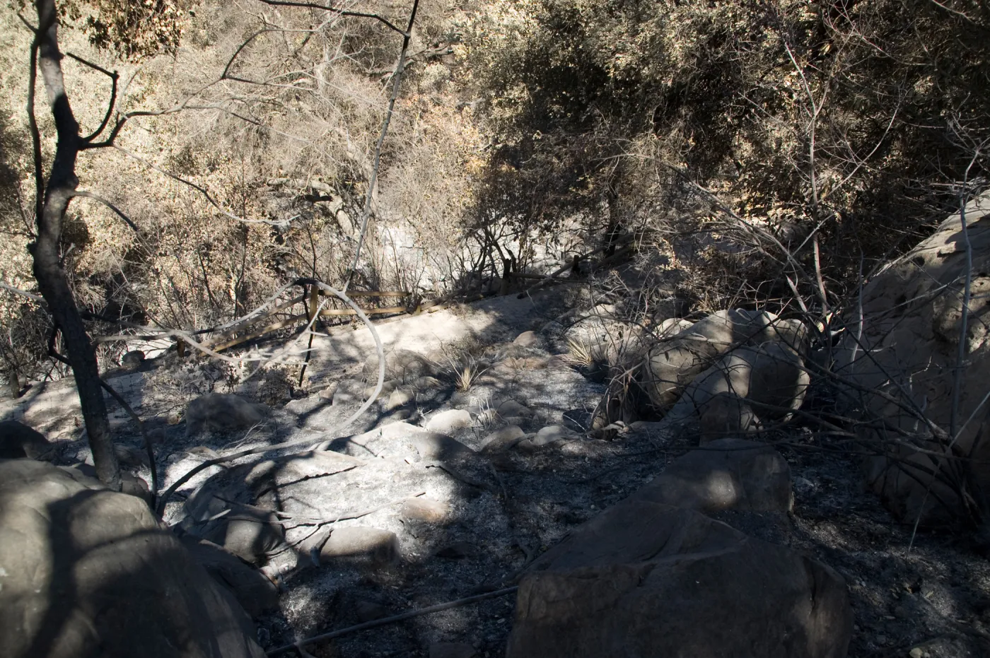 Santa Barbara Botanic Garden after the Jesusita Fire