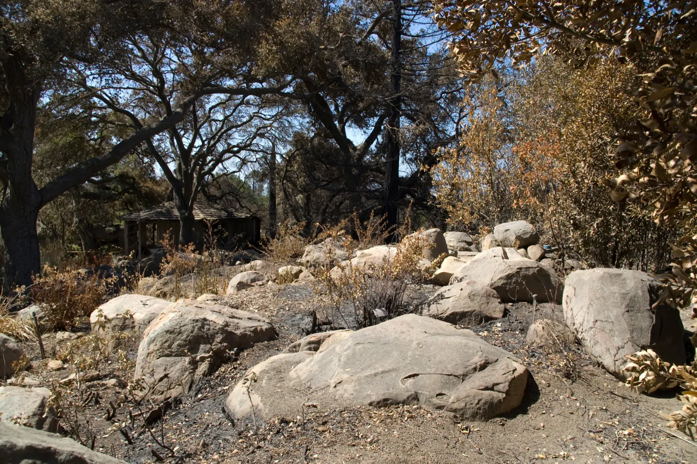 Santa Barbara Botanic Garden after the Jesusita Fire
